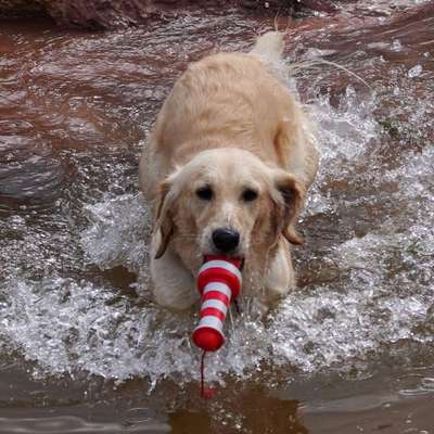 Dogorama Photo Challenge - Apportieren-Beitrag-Bild