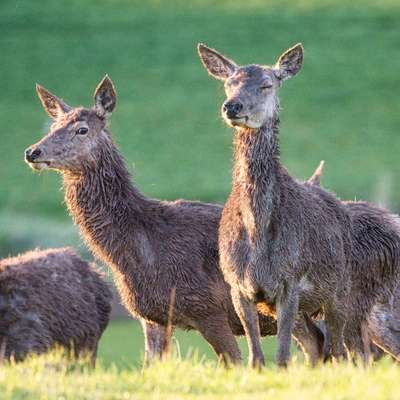 Die wunderschöne Welt mit Hund.-Beitrag-Bild
