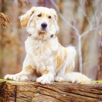 Wald Bild-Beitrag-Bild