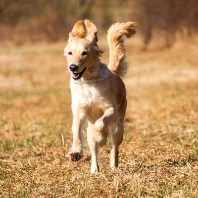 Dogorama Photo Challenge - Der Frühling kommt-Beitrag-Bild