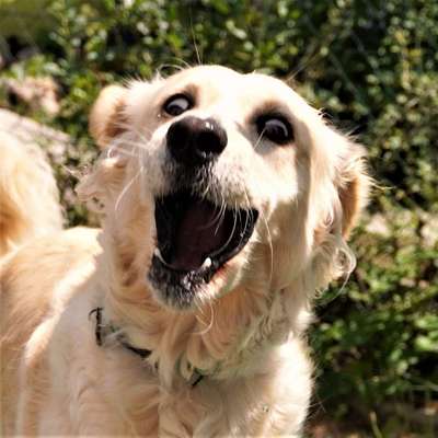 Dogorama Photo Challenge - Mäulchen auf-Beitrag-Bild