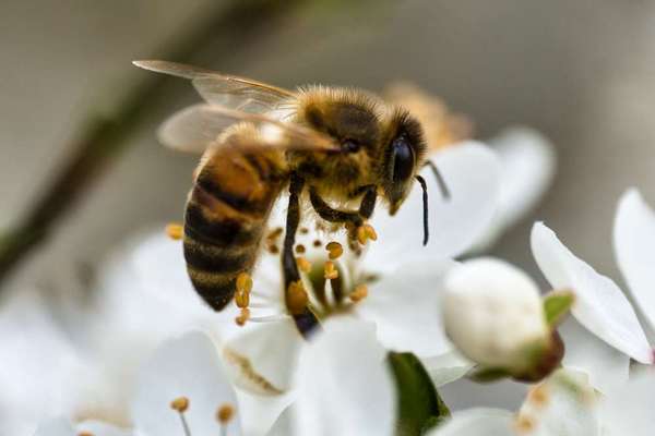Die wunderschöne Welt mit Hund.-Beitrag-Bild