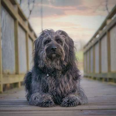 Dogorama Photo Challenge - Brücken-Beitrag-Bild