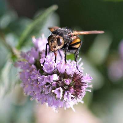Die wunderschöne Welt mit Hund.-Beitrag-Bild