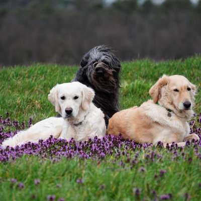 Dogorama Photo Challenge - Frühlingserwachen-Beitrag-Bild