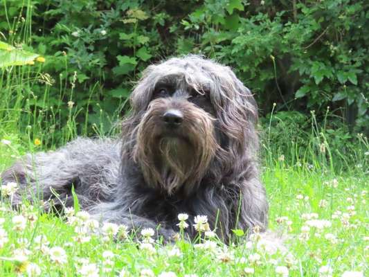 Die Dogorama Monats Challenge "Es grünt und blüht"-Beitrag-Bild