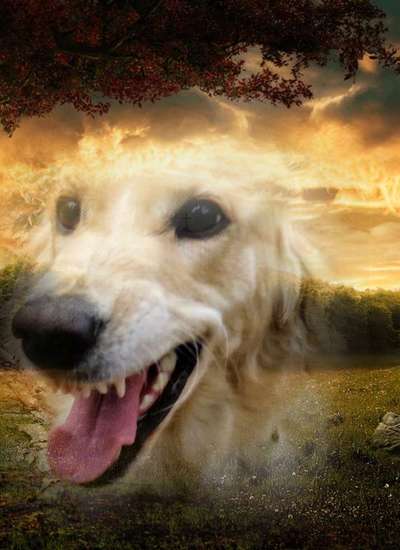 Photomontagen mit Hund-Beitrag-Bild