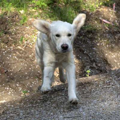 Foto Challenge Nr. 137 - Lass die Ohren fliegen-Beitrag-Bild