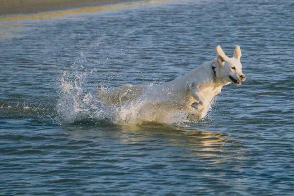 Dogorama Photo Challenge - Wasserspiele-Beitrag-Bild