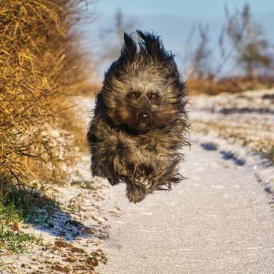 Fotochallenge 66 ~ Rennaction -Zeig deinen Hund im Lauf-Beitrag-Bild