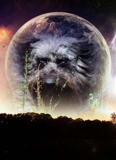 Photomontagen mit Hund-Beitrag-Bild