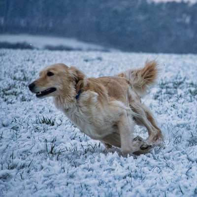 Fotochallenge 66 ~ Rennaction -Zeig deinen Hund im Lauf-Beitrag-Bild