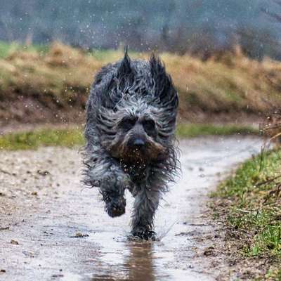 Dogorama Photo Challenge - Regenwetter-Beitrag-Bild