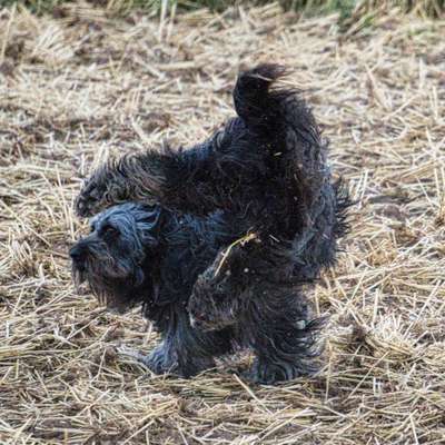 Dogorama Photo Challenge - Euer Vierbeiner auf zwei Beinen-Beitrag-Bild