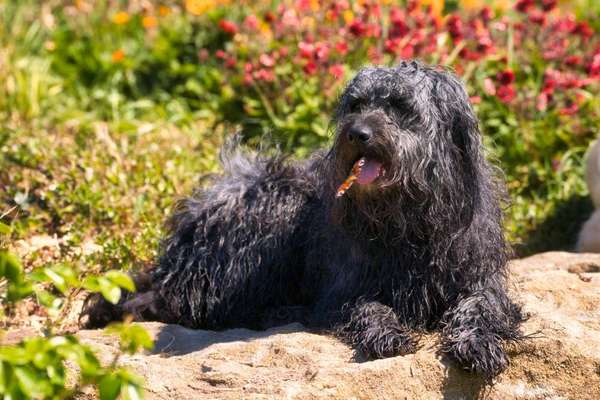 Fotochallenge 87: Im Park-Beitrag-Bild