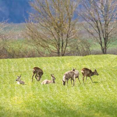 Die wunderschöne Welt mit Hund.-Beitrag-Bild