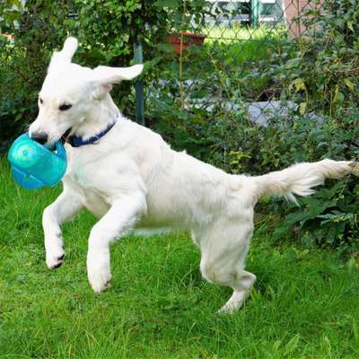 Fotochallenge Nr.105  Glücksmomente-Beitrag-Bild