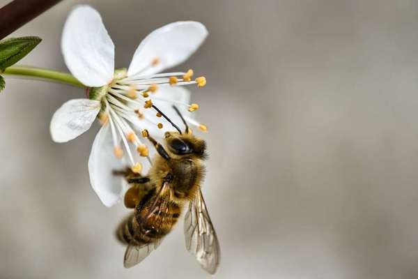 Die wunderschöne Welt mit Hund.-Beitrag-Bild