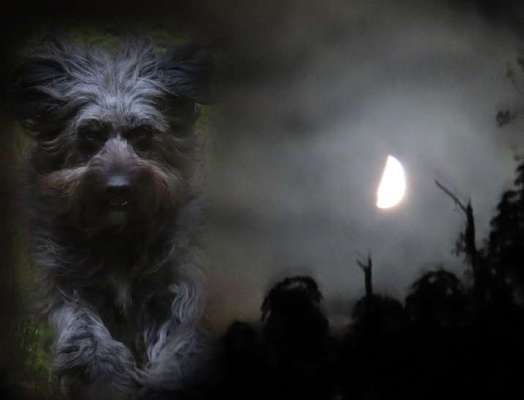 Photomontagen mit Hund-Beitrag-Bild