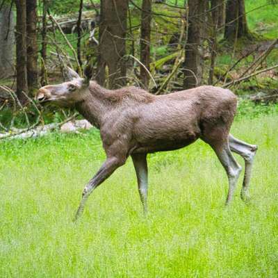 Die wunderschöne Welt mit Hund.-Beitrag-Bild