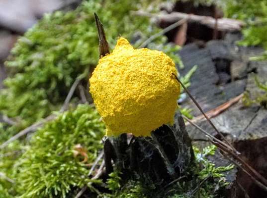 Die wunderschöne Welt mit Hund.-Beitrag-Bild