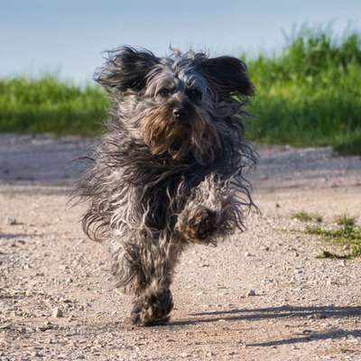 Foto Challenge Nr. 137 - Lass die Ohren fliegen-Beitrag-Bild