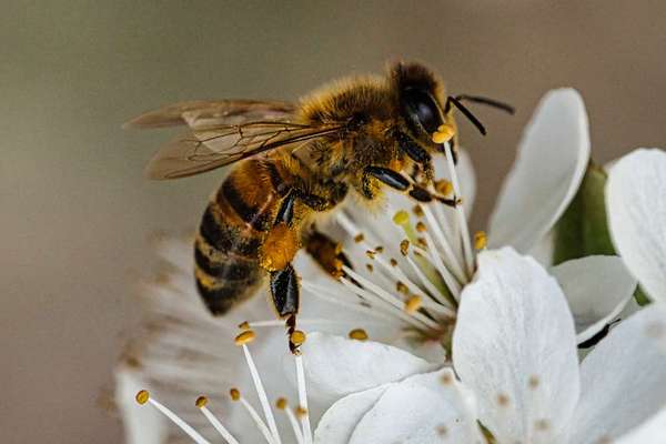 Die wunderschöne Welt mit Hund.-Beitrag-Bild
