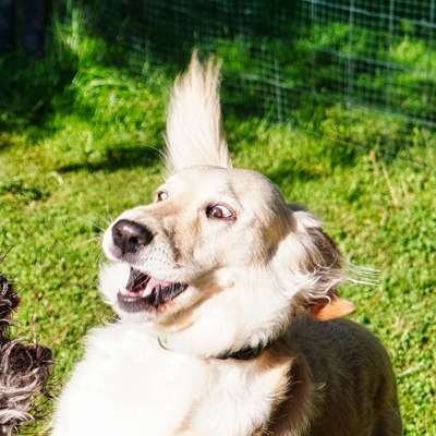 Dogorama Photo Challenge - Spielgesicht-Beitrag-Bild