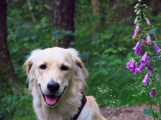 Die Dogorama Monats Challenge "Es grünt und blüht"-Beitrag-Bild