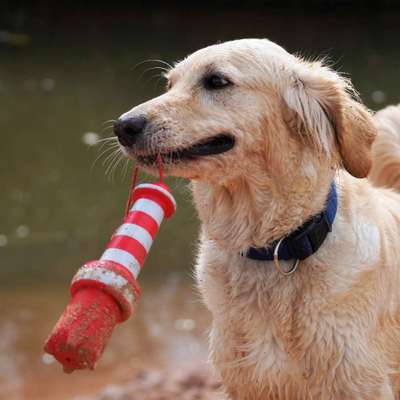 Dogorama Photo Challenge - Lieblingsspielzeug!-Beitrag-Bild