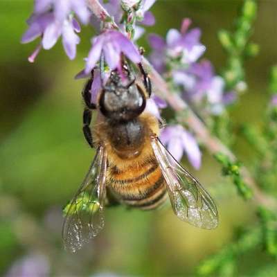 Die wunderschöne Welt mit Hund.-Beitrag-Bild