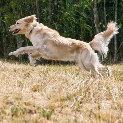 Dogorama Photo Challenge - Euer Vierbeiner auf zwei Beinen-Beitrag-Bild