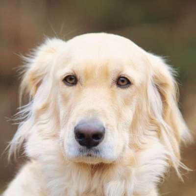 Dogorama Photo Challenge - Hundeblick zum hinschmelzen-Beitrag-Bild