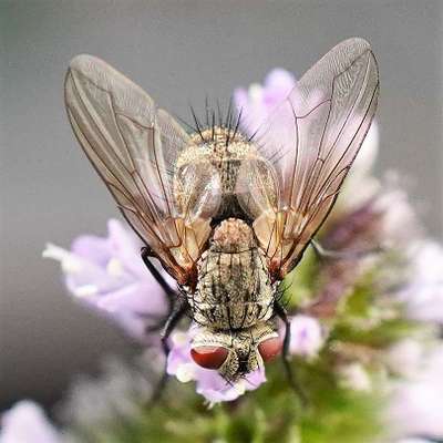 Die wunderschöne Welt mit Hund.-Beitrag-Bild