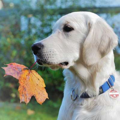 Dogorama Photo Challenge - Portrait-Beitrag-Bild