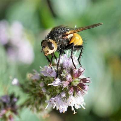 Die wunderschöne Welt mit Hund.-Beitrag-Bild