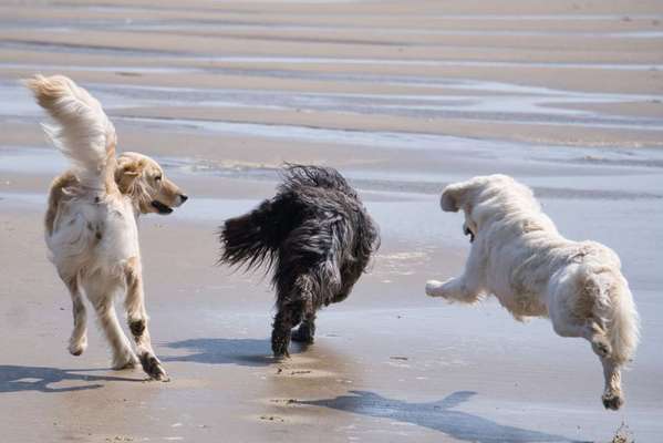 Fotosammlung: ,,Der natürliche Hund" Unbearbeitet, ungestellt und in Natura-Beitrag-Bild