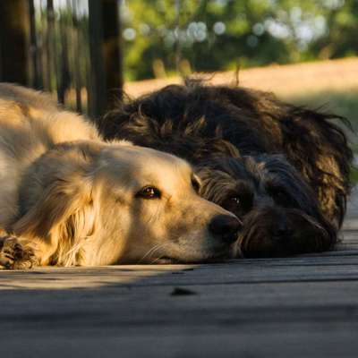 Dogorama Photo Challenge - Gassipause-Beitrag-Bild