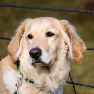 Dogorama Photo Challenge - Portrait-Beitrag-Bild