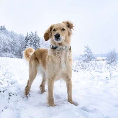 Dogorama Photo Challenge - Winterstimmung-Beitrag-Bild