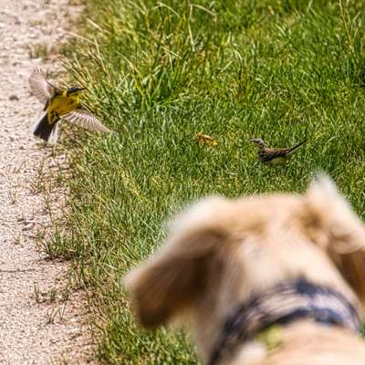 Die wunderschöne Welt mit Hund.-Beitrag-Bild