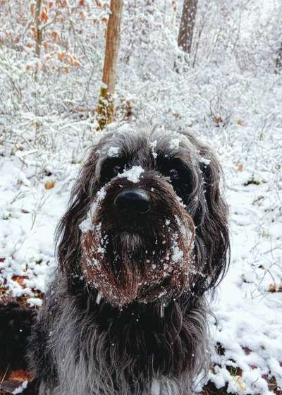 Die Dogorama Kalender Challenge Teil 2/4-Beitrag-Bild