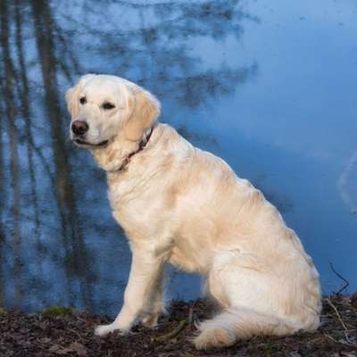 Wo sind die Golden Retriever Liebhaber?-Beitrag-Bild