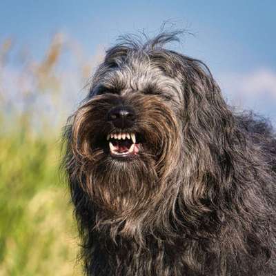 Fotochallenge NR. 123     -Karneval der Tiere--Beitrag-Bild