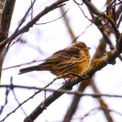 Die wunderschöne Welt mit Hund.-Beitrag-Bild