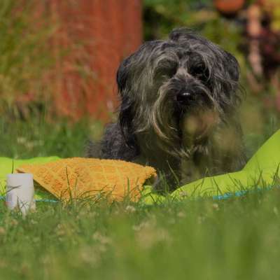 Die Dogorama Kalender Challenge 4/4-Beitrag-Bild