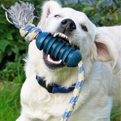 Dogorama Photo Challenge - Spielgesicht-Beitrag-Bild