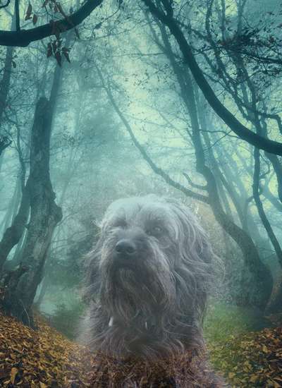 Photomontagen mit Hund-Beitrag-Bild