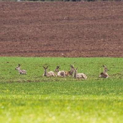 Die wunderschöne Welt mit Hund.-Beitrag-Bild