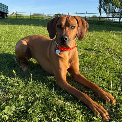 Hundetreffen-Wir suchen Hundefreunde zum Spielen und für gemeinsame Spaziergänge. 🐶🐾🐾-Bild